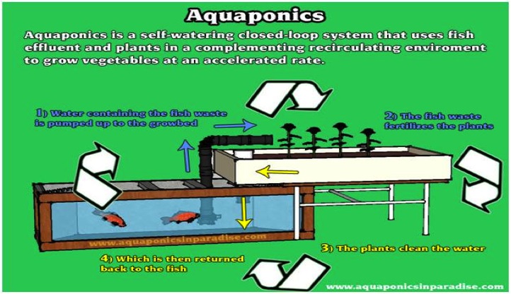 How To Make An Aquaponics System : Aquaponics Inside Your Backyard